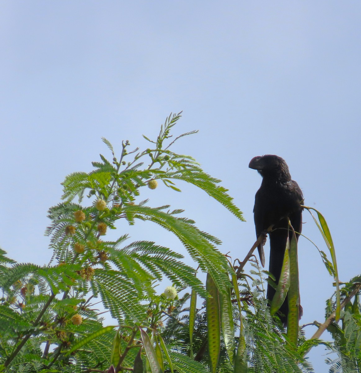 Smooth-billed Ani - ML646027427