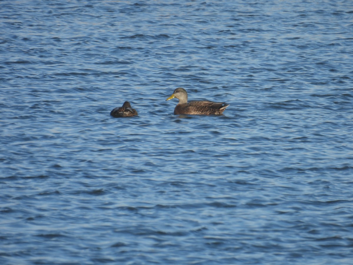 American Black Duck - ML646027428