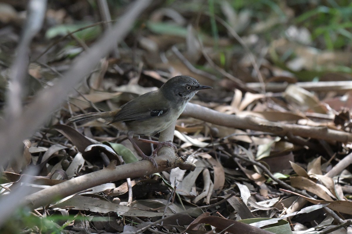 White-browed Scrubwren - ML646027429