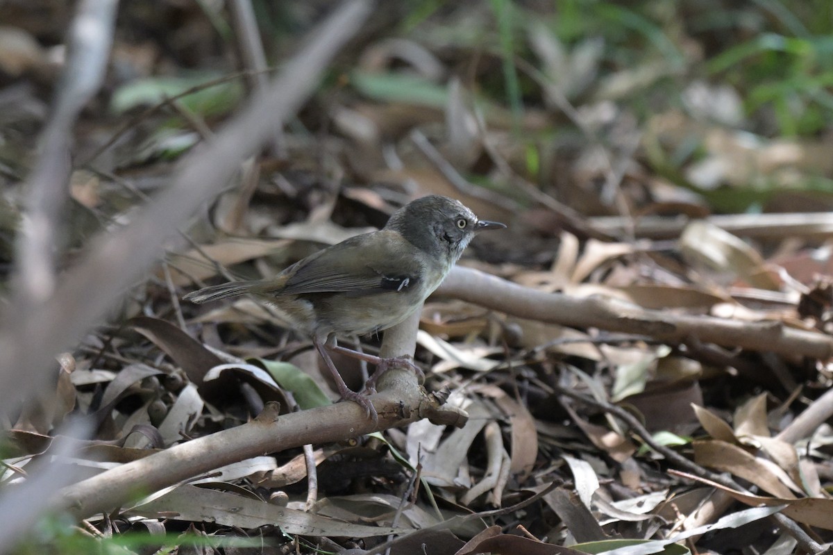 White-browed Scrubwren - ML646027432