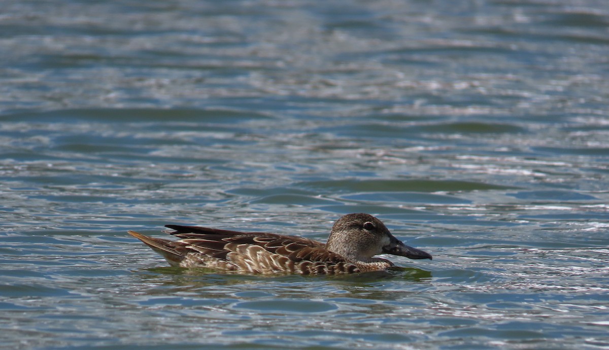 čírka modrokřídlá - ML646027441