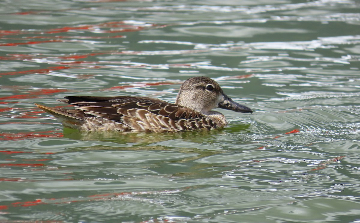 čírka modrokřídlá - ML646027442