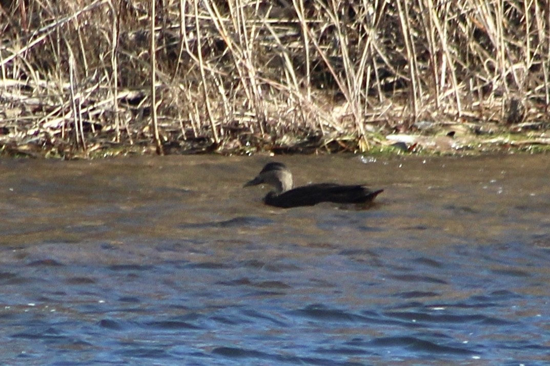 American Black Duck - ML646027443