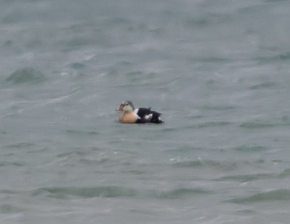 Süslü Pufla - ML646027450