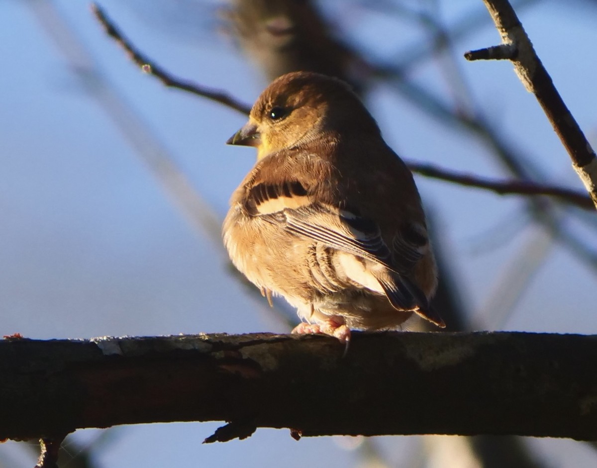 American Goldfinch - ML646027452