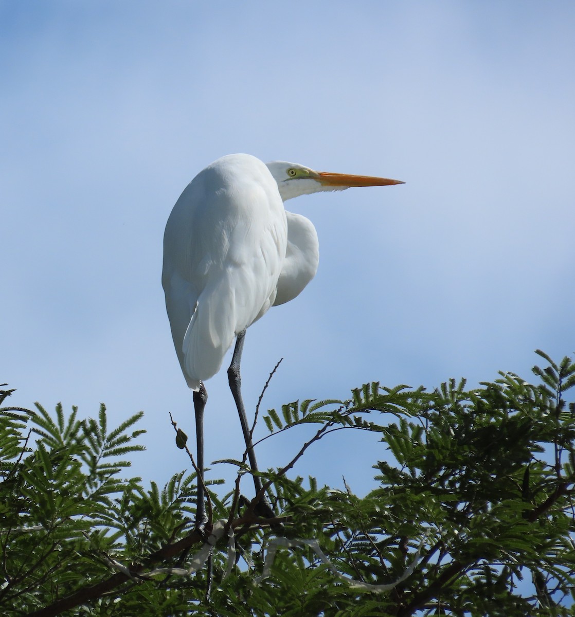 volavka bílá - ML646027453