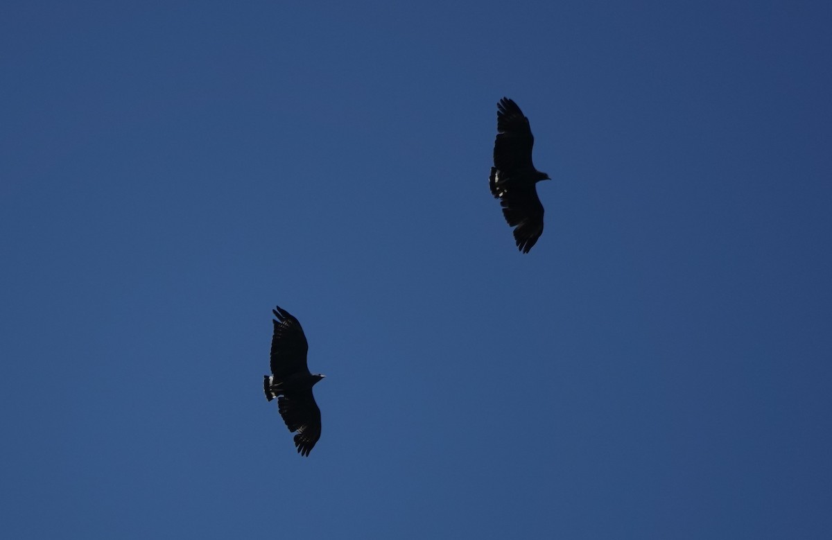 Einsiedlerbussard - ML646027455