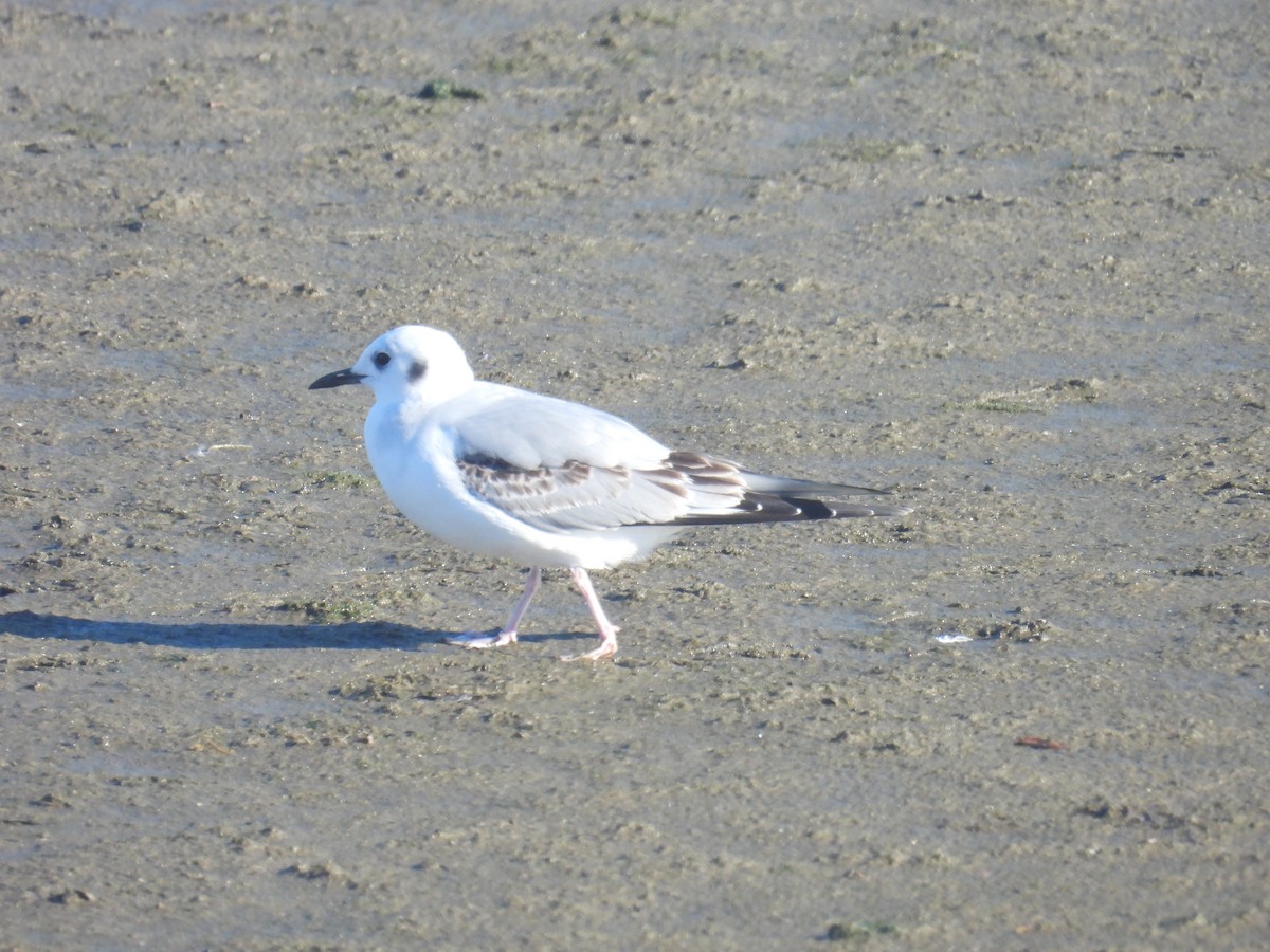 Bonaparte's Gull - ML646027461