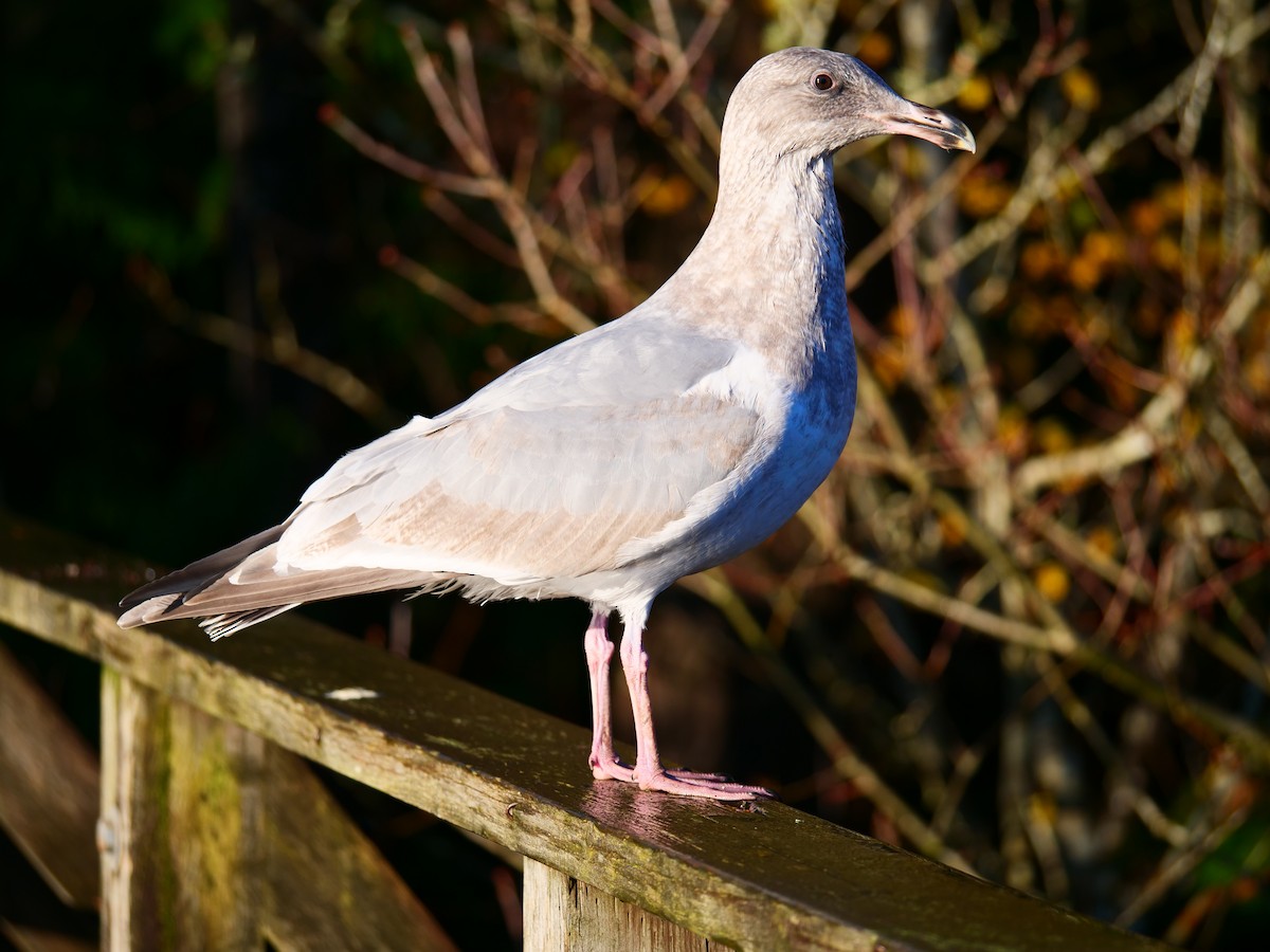 Glaucous-winged Gull - ML646027465