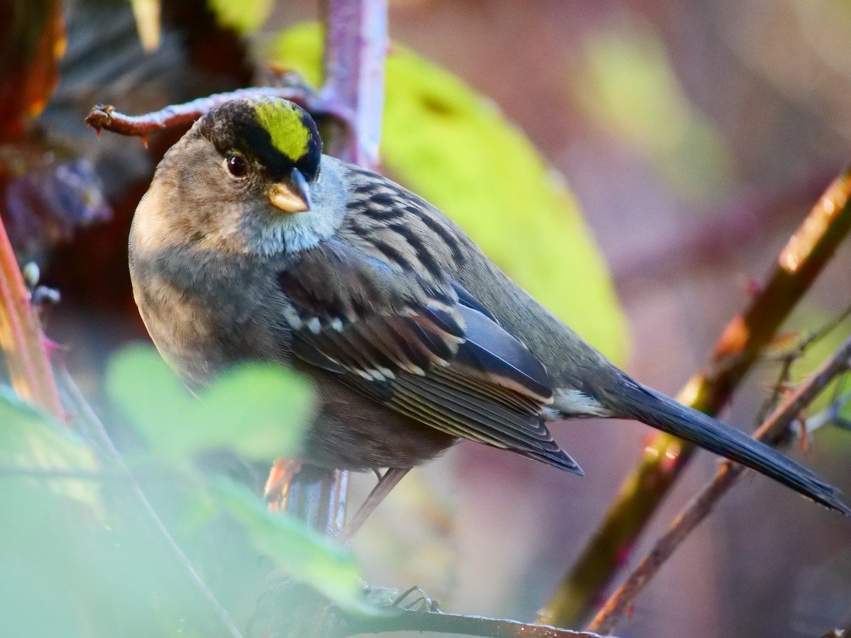 Golden-crowned Sparrow - ML646027475