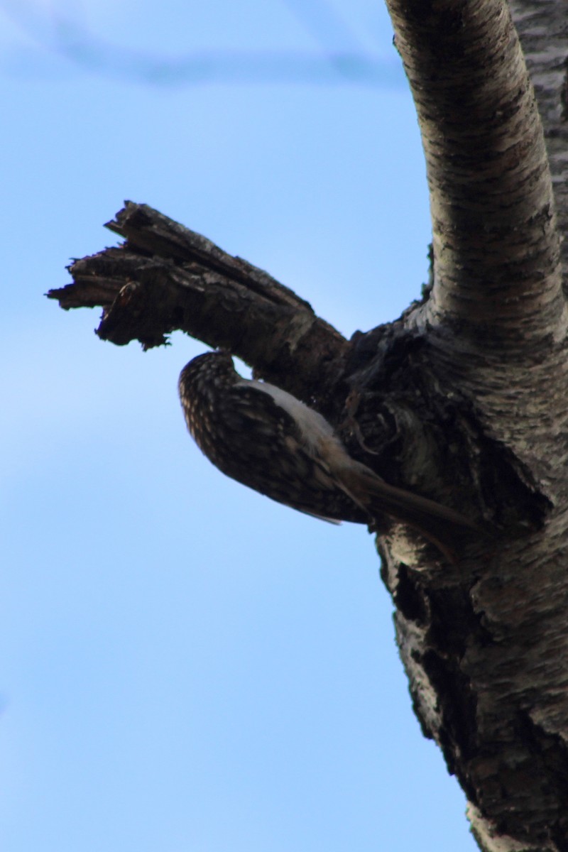Brown Creeper - ML646027479