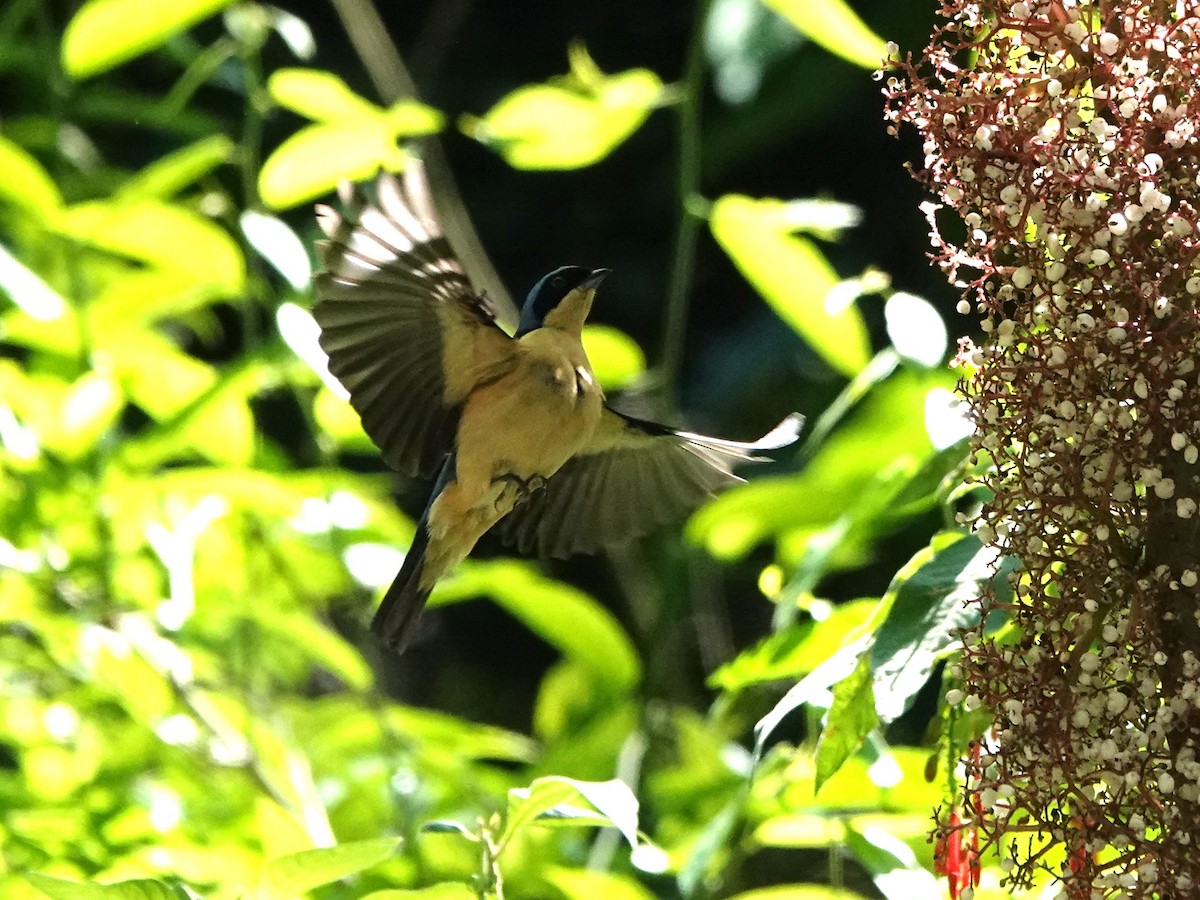 Fawn-breasted Tanager - ML646027481