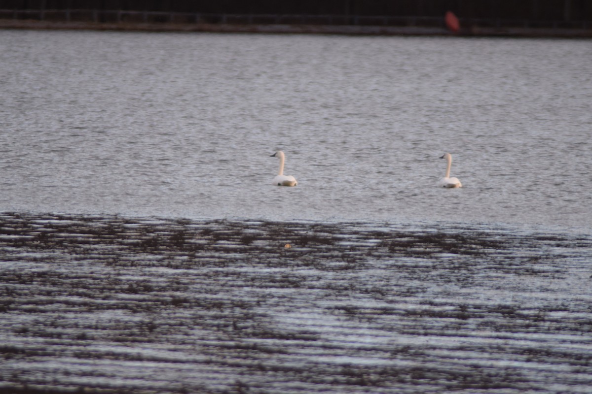 Лебідь чорнодзьобий - ML646027483