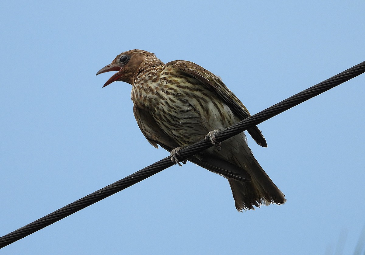 Australasian Figbird - ML646027486