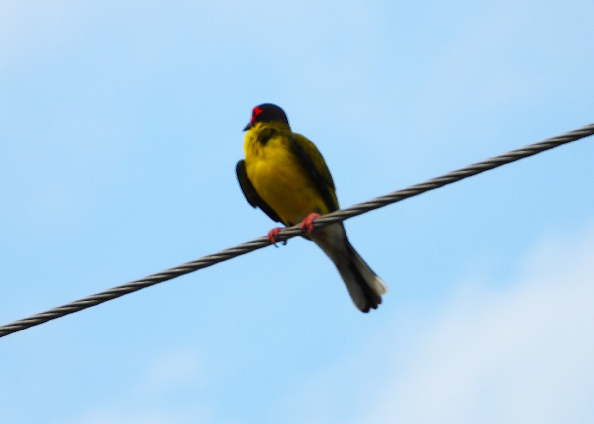 Australasian Figbird - ML646027487