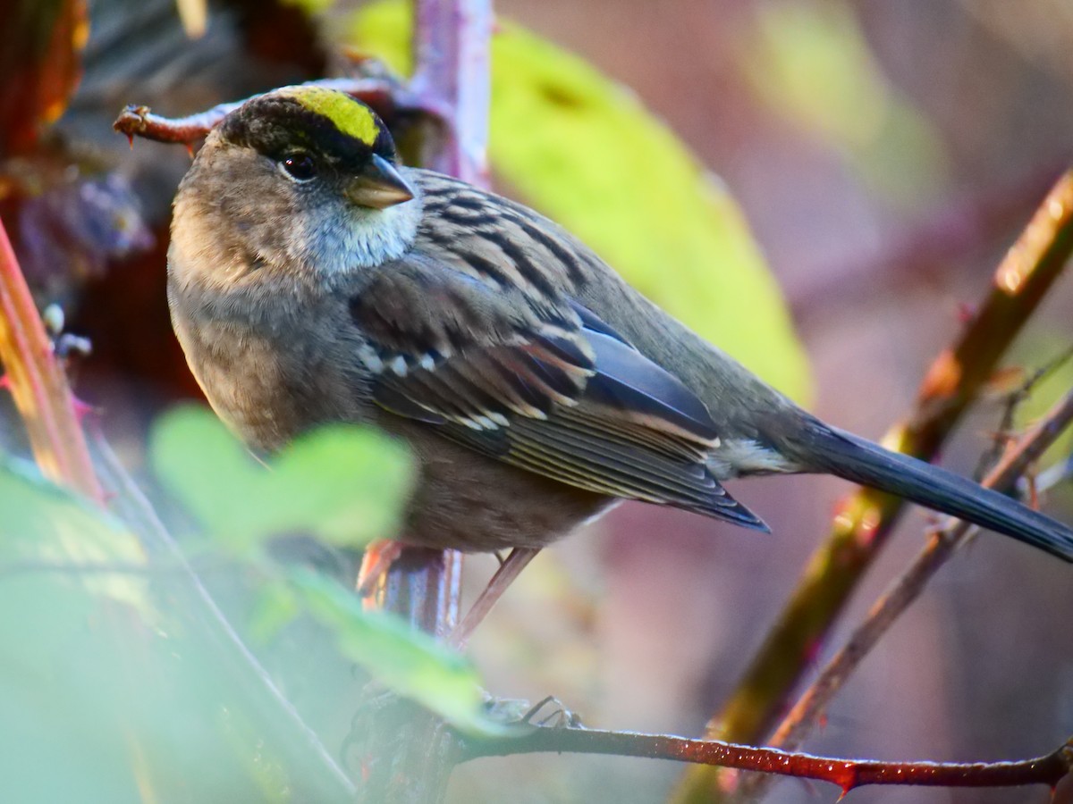 Golden-crowned Sparrow - ML646027488