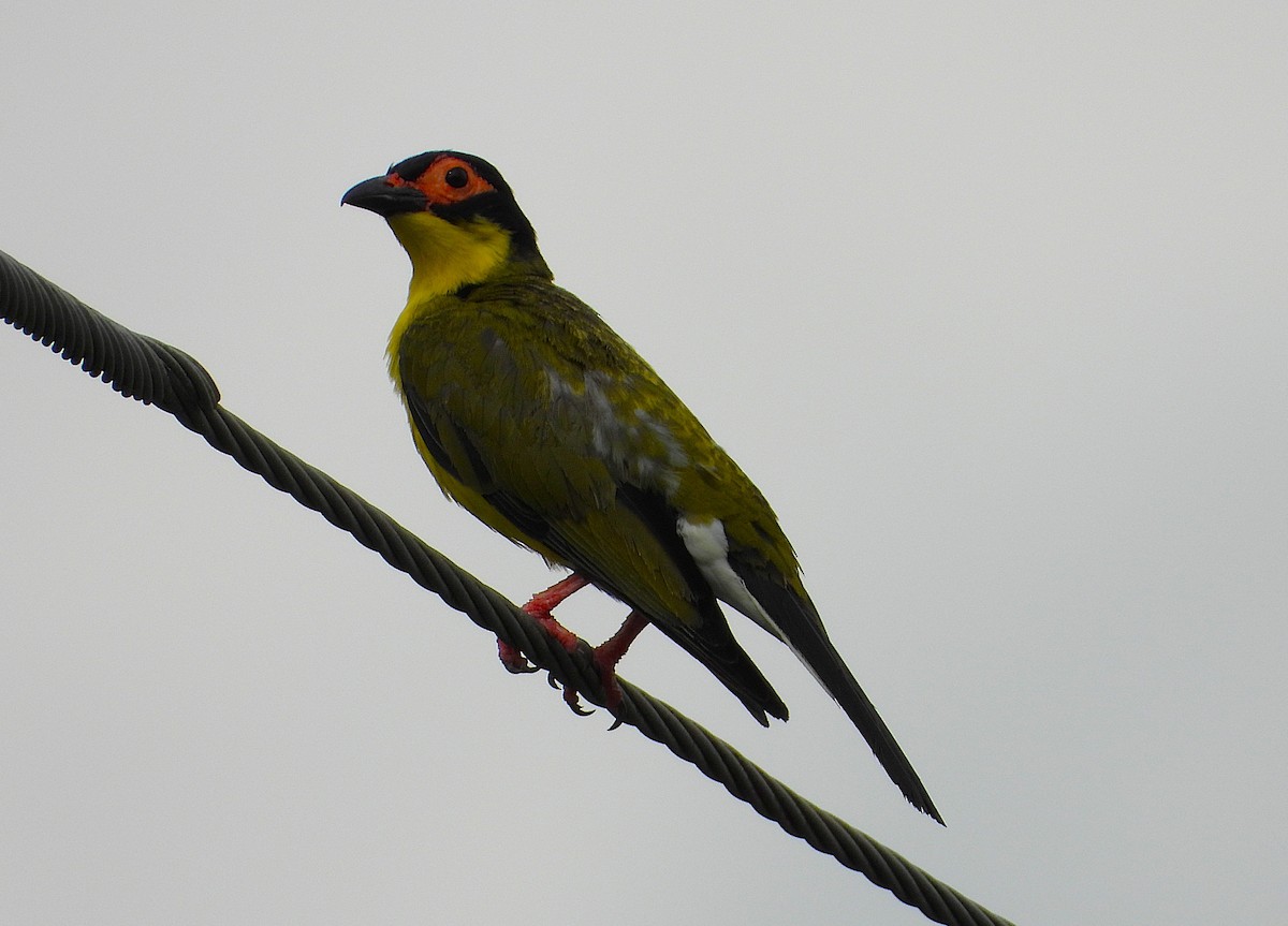 Australasian Figbird - ML646027489