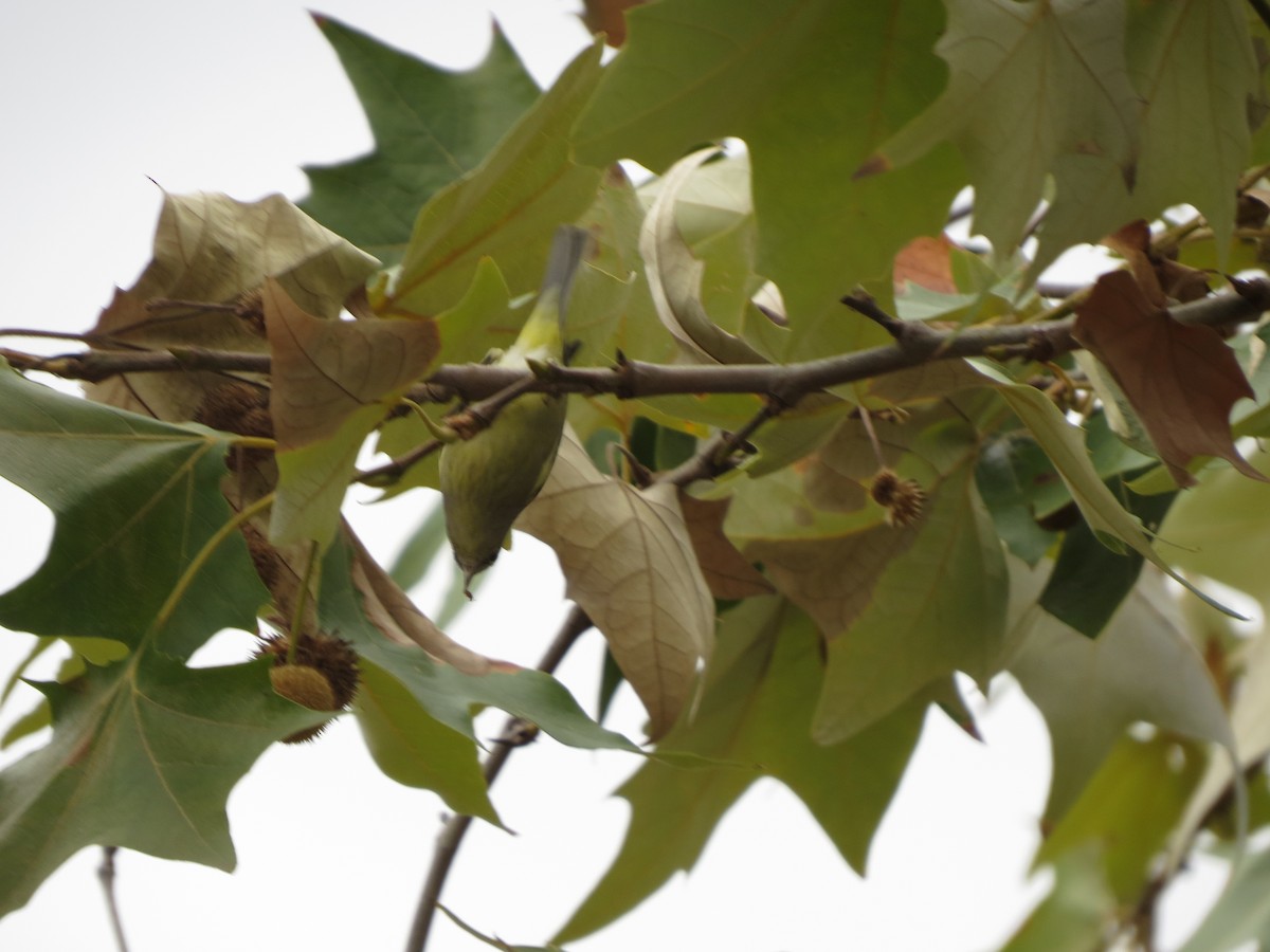 Orange-crowned Warbler - ML646027490