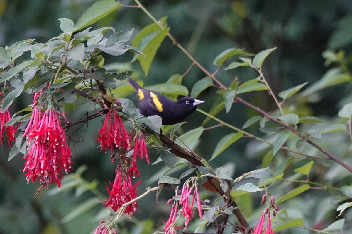 Golden-winged Cacique - ML646027491