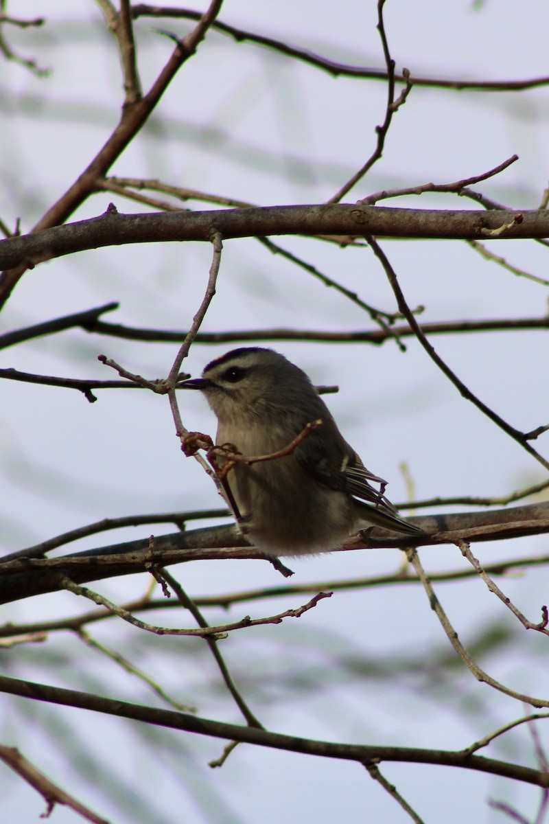 Golden-crowned Kinglet - ML646027492