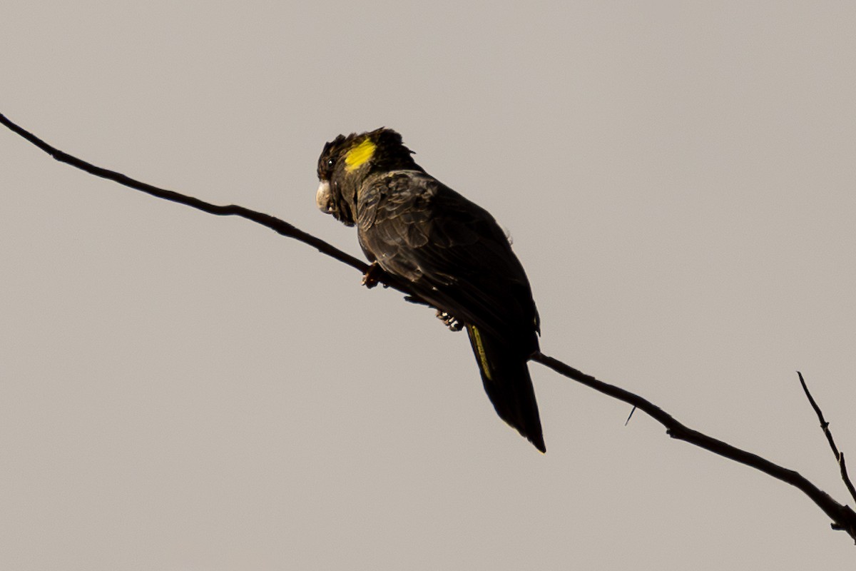 Yellow-tailed Black-Cockatoo - ML646027493