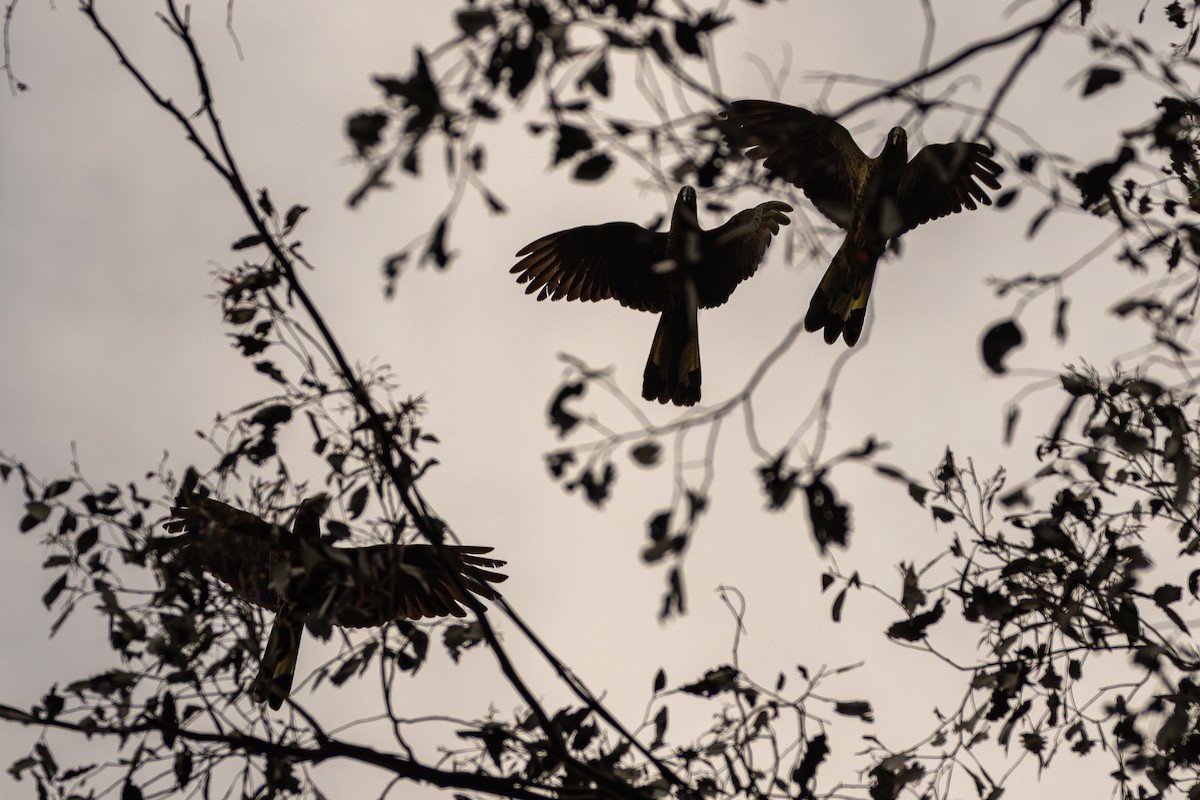 Yellow-tailed Black-Cockatoo - ML646027494