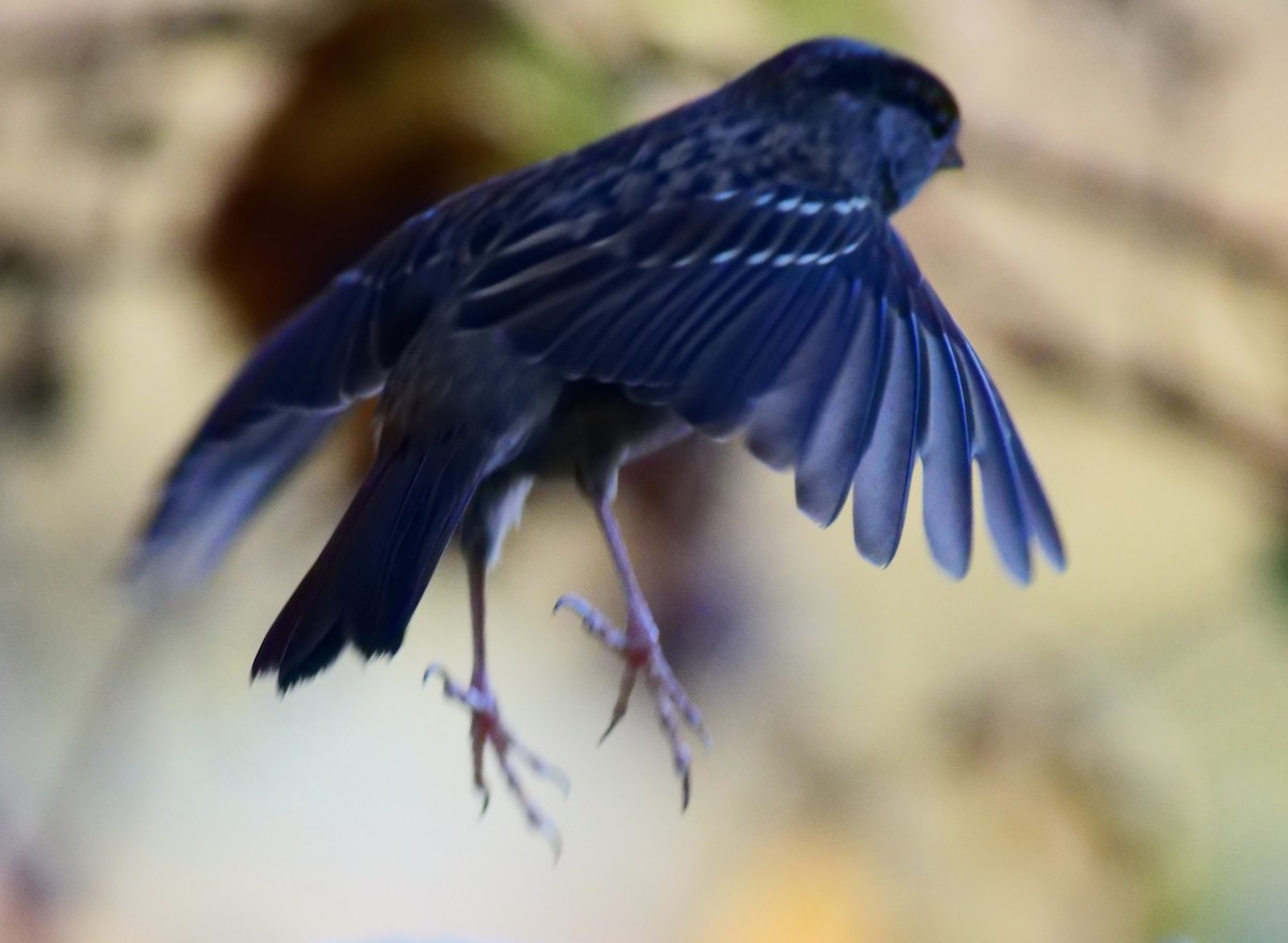 Golden-crowned Sparrow - ML646027497