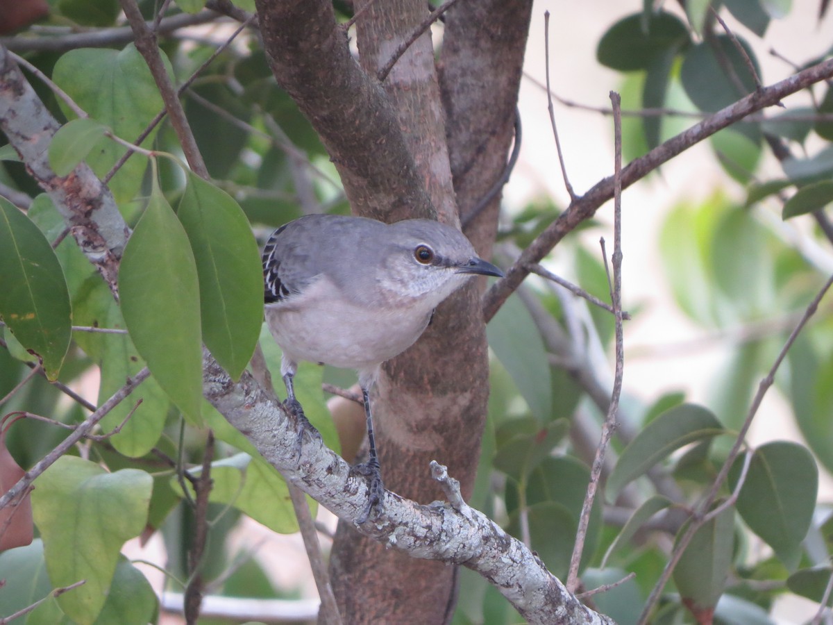 Northern Mockingbird - ML646027498
