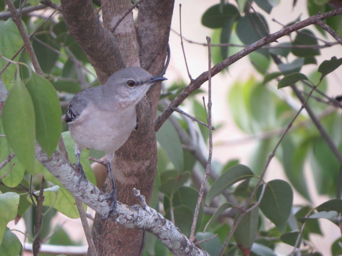 Northern Mockingbird - ML646027499