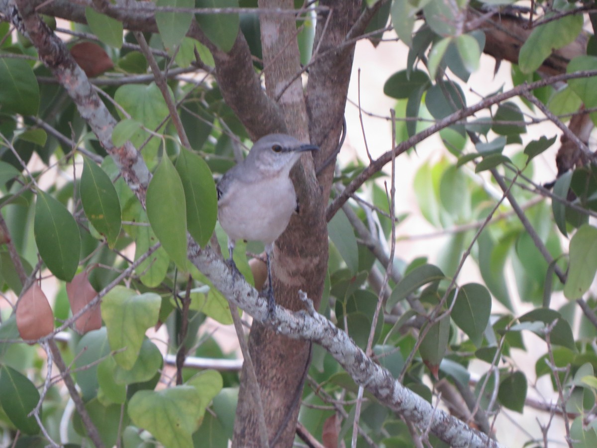 Northern Mockingbird - ML646027500