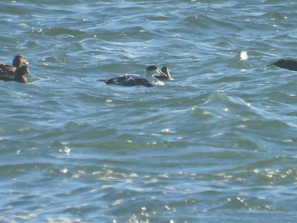 Common Eider - ML646027501