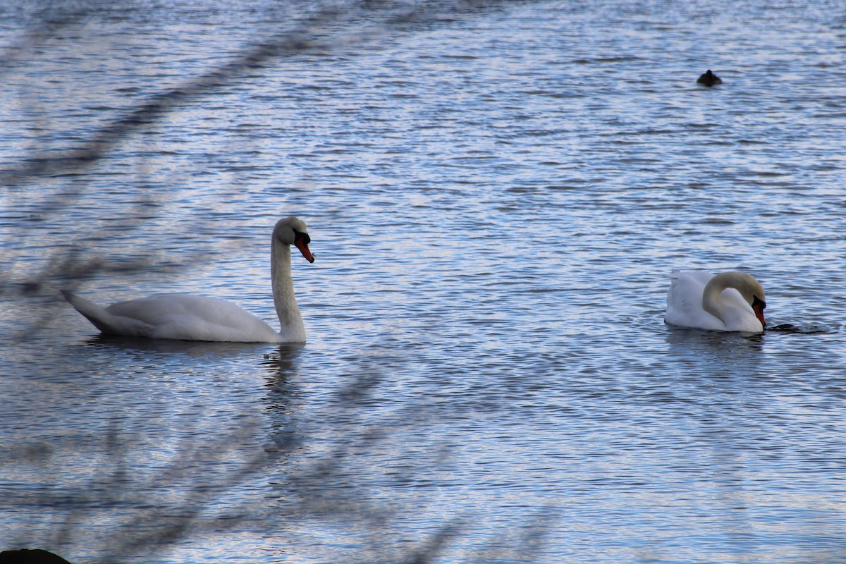 Mute Swan - ML646027505