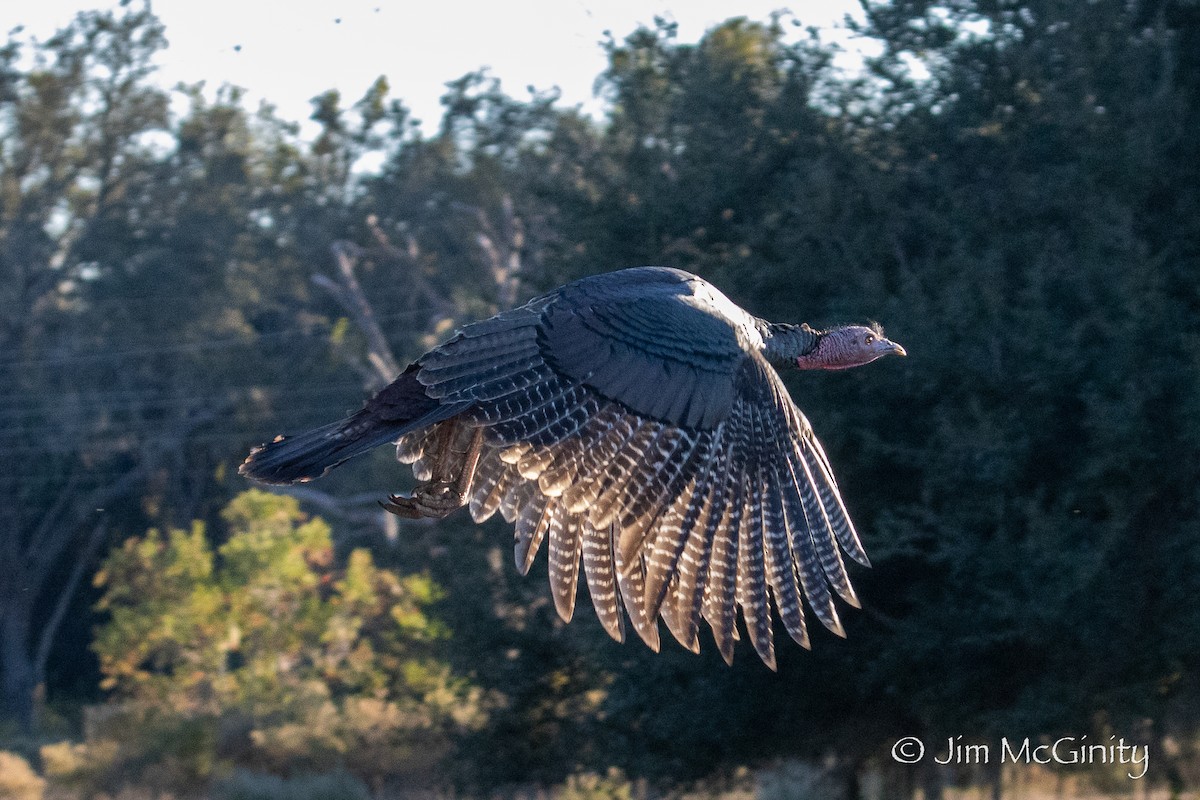 Wild Turkey - ML646027506