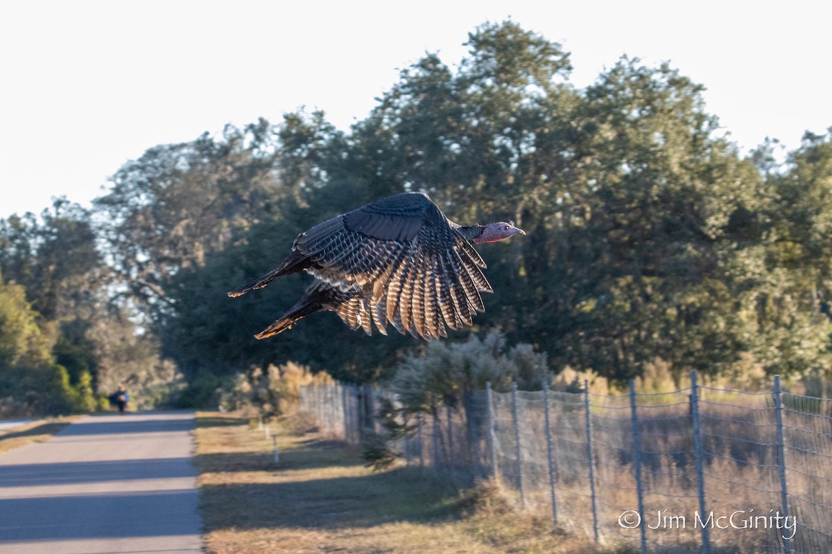 Wild Turkey - ML646027507
