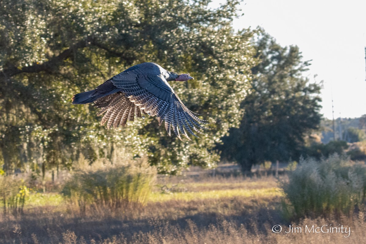 Wild Turkey - ML646027508