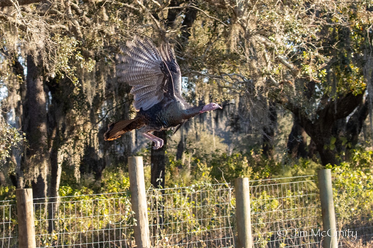 Wild Turkey - ML646027509