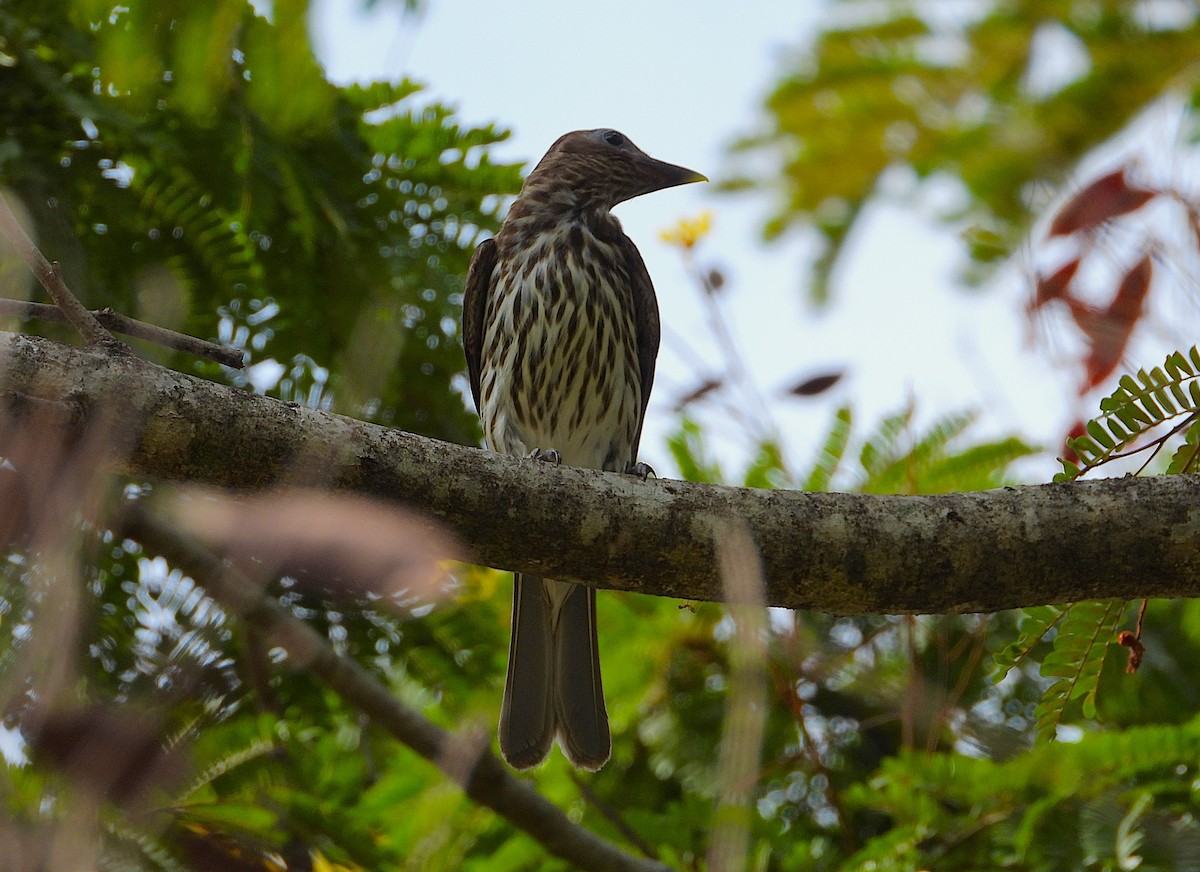 Australasian Figbird - ML646027510