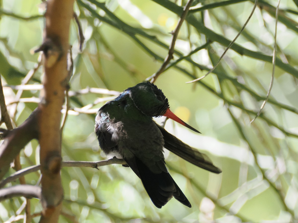 Broad-billed Hummingbird - ML646027514
