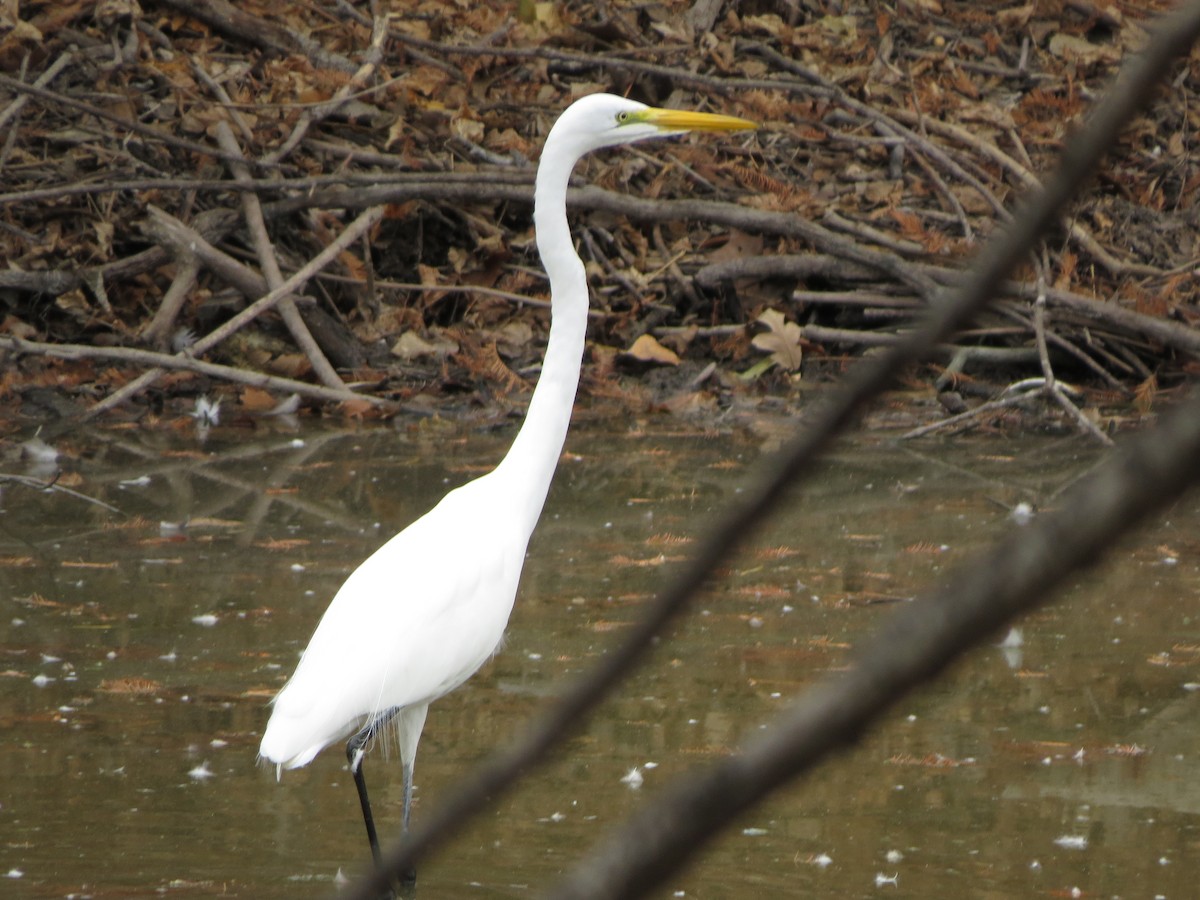 Great Egret - ML646027519