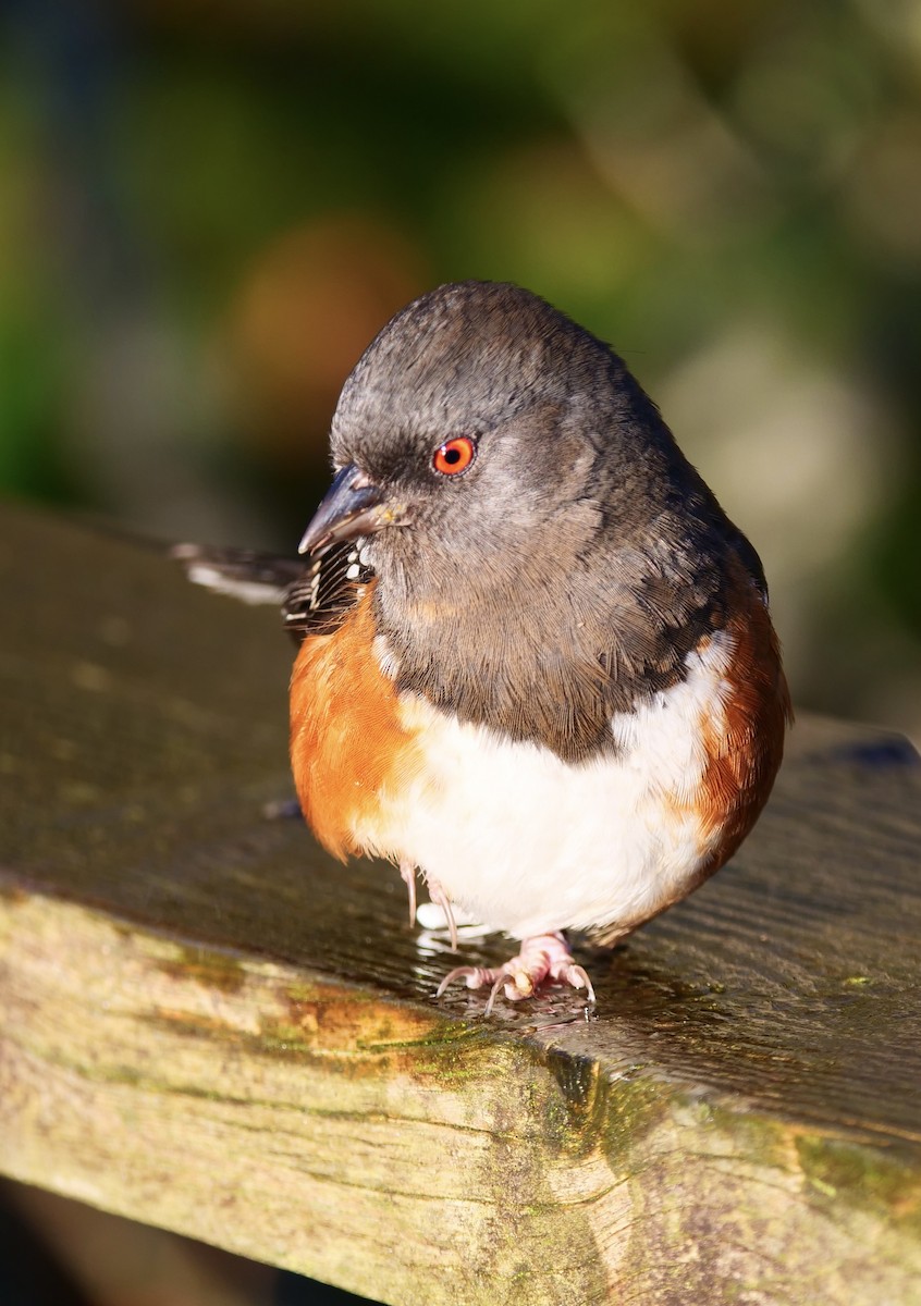 Spotted Towhee - ML646027521