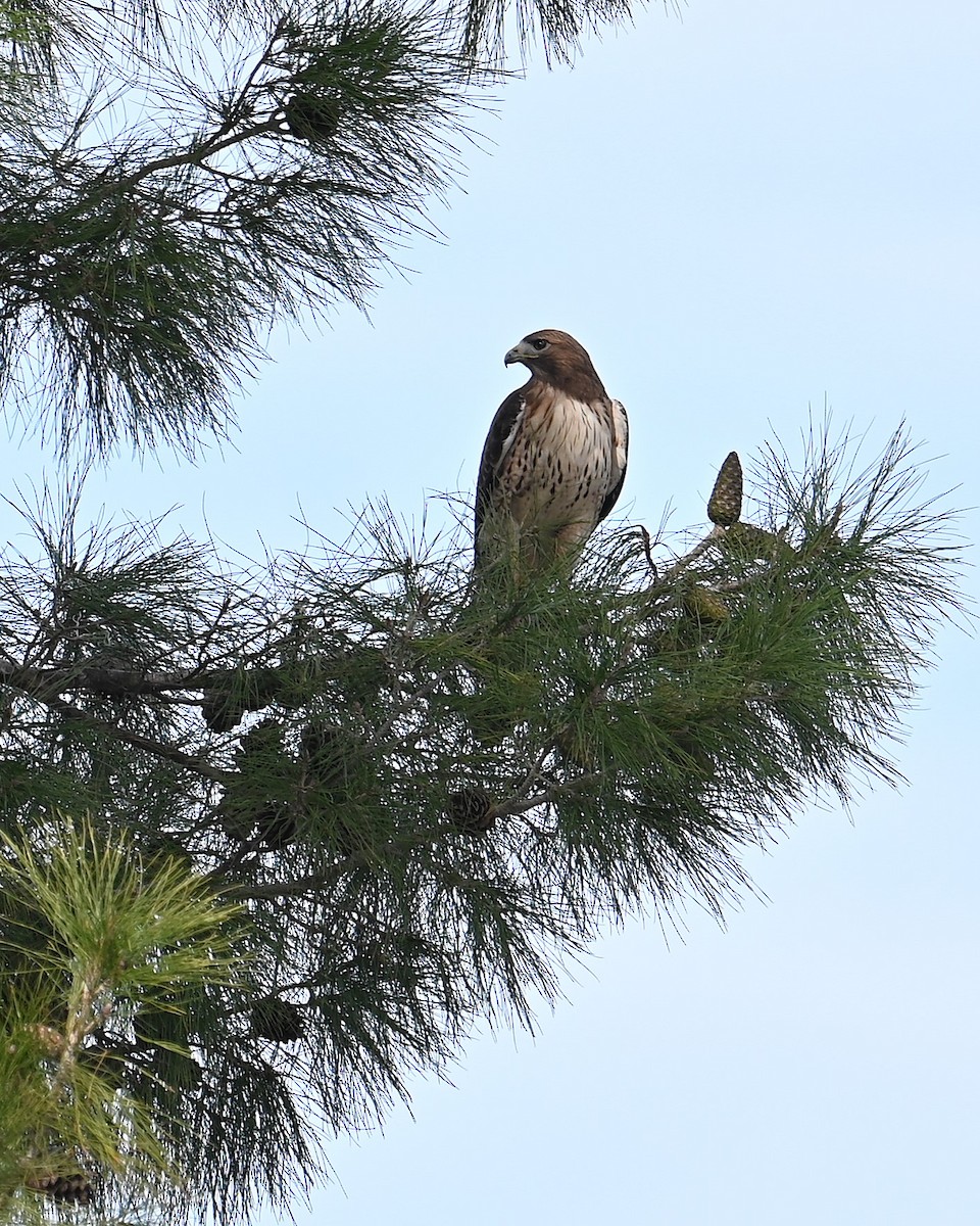 Red-tailed Hawk (calurus/alascensis) - ML646027522