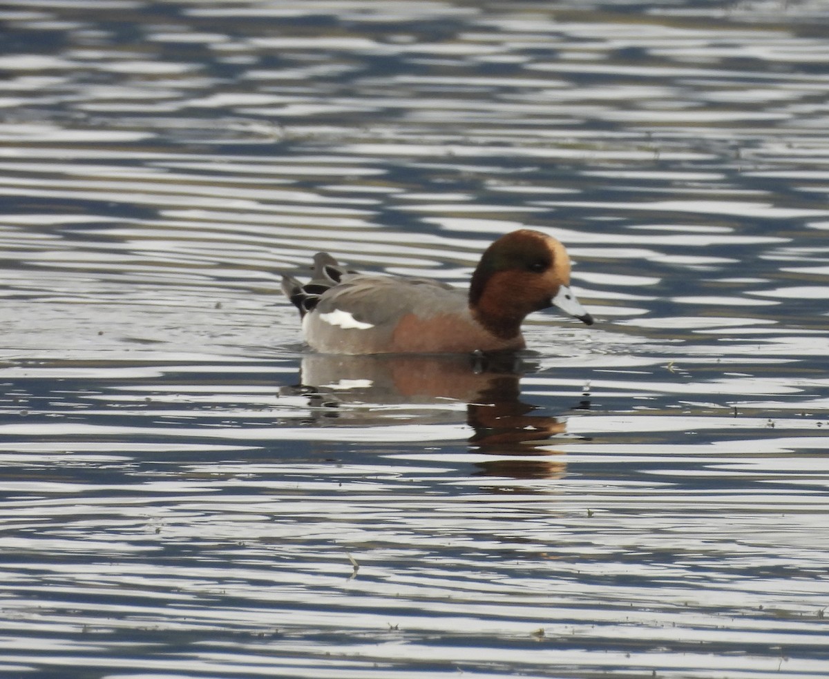 Eurasian x American Wigeon (hybrid) - ML646027523