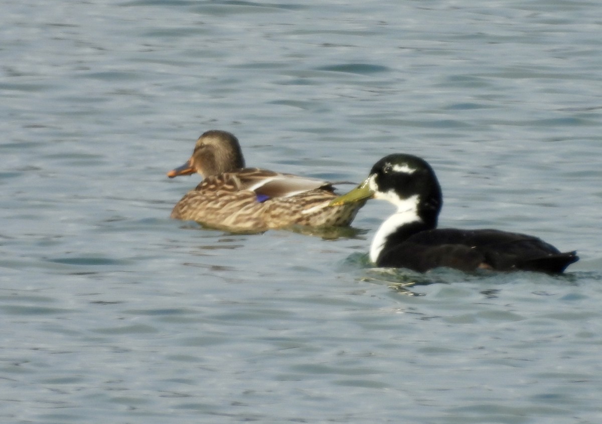 Mallard (Domestic type) - ML646027528