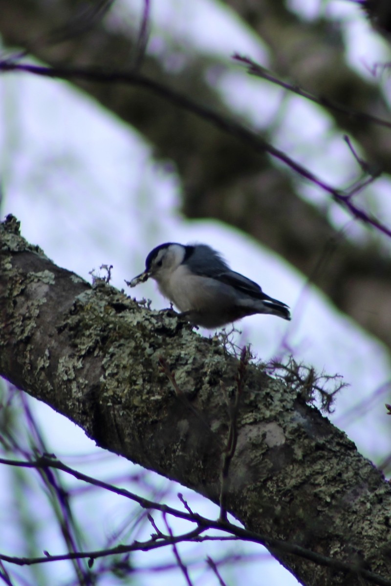 Sittelle à poitrine blanche - ML646027530