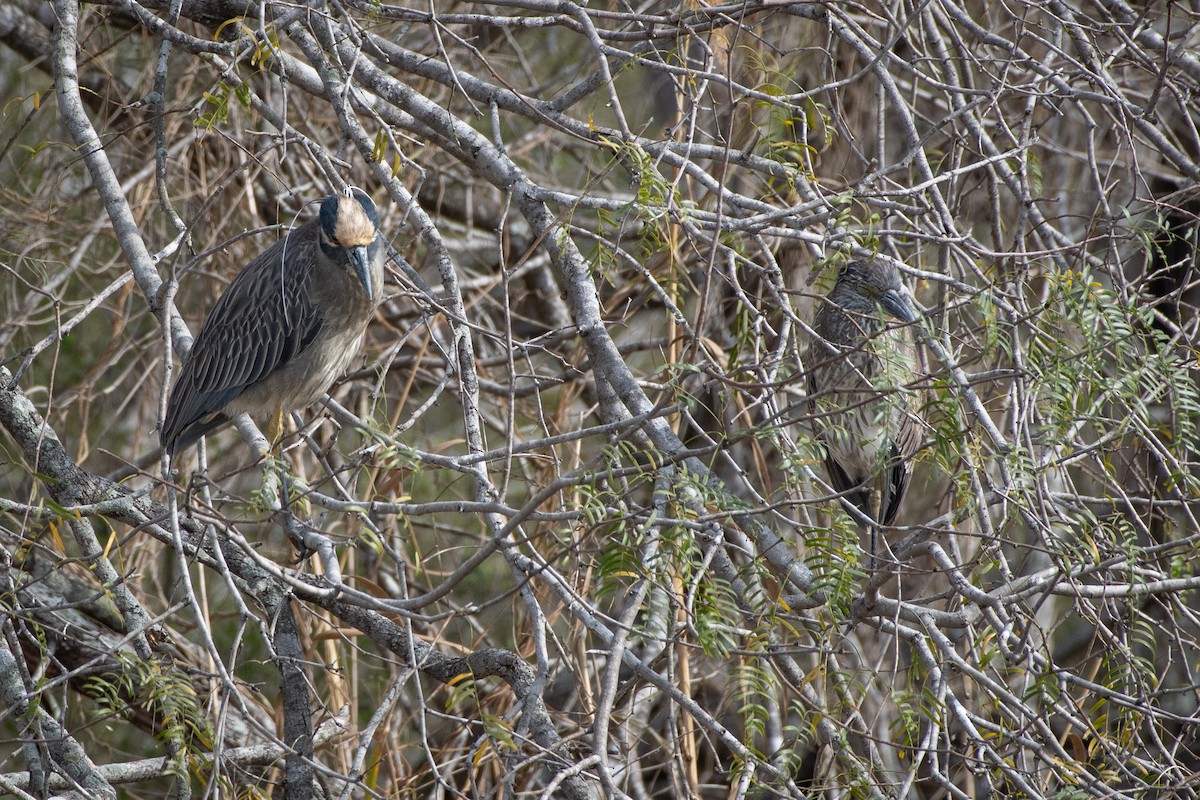 Yellow-crowned Night Heron - ML646027534