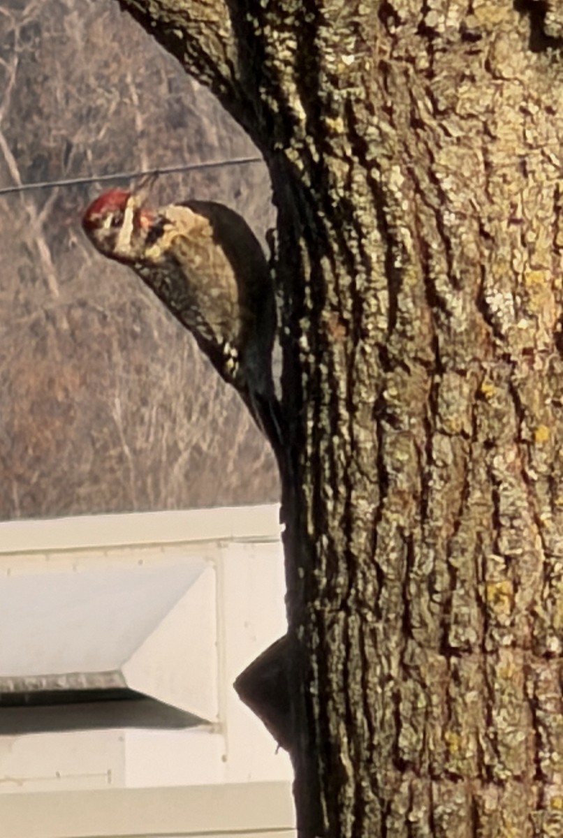 Дятел-смоктун жовточеревий - ML646027548