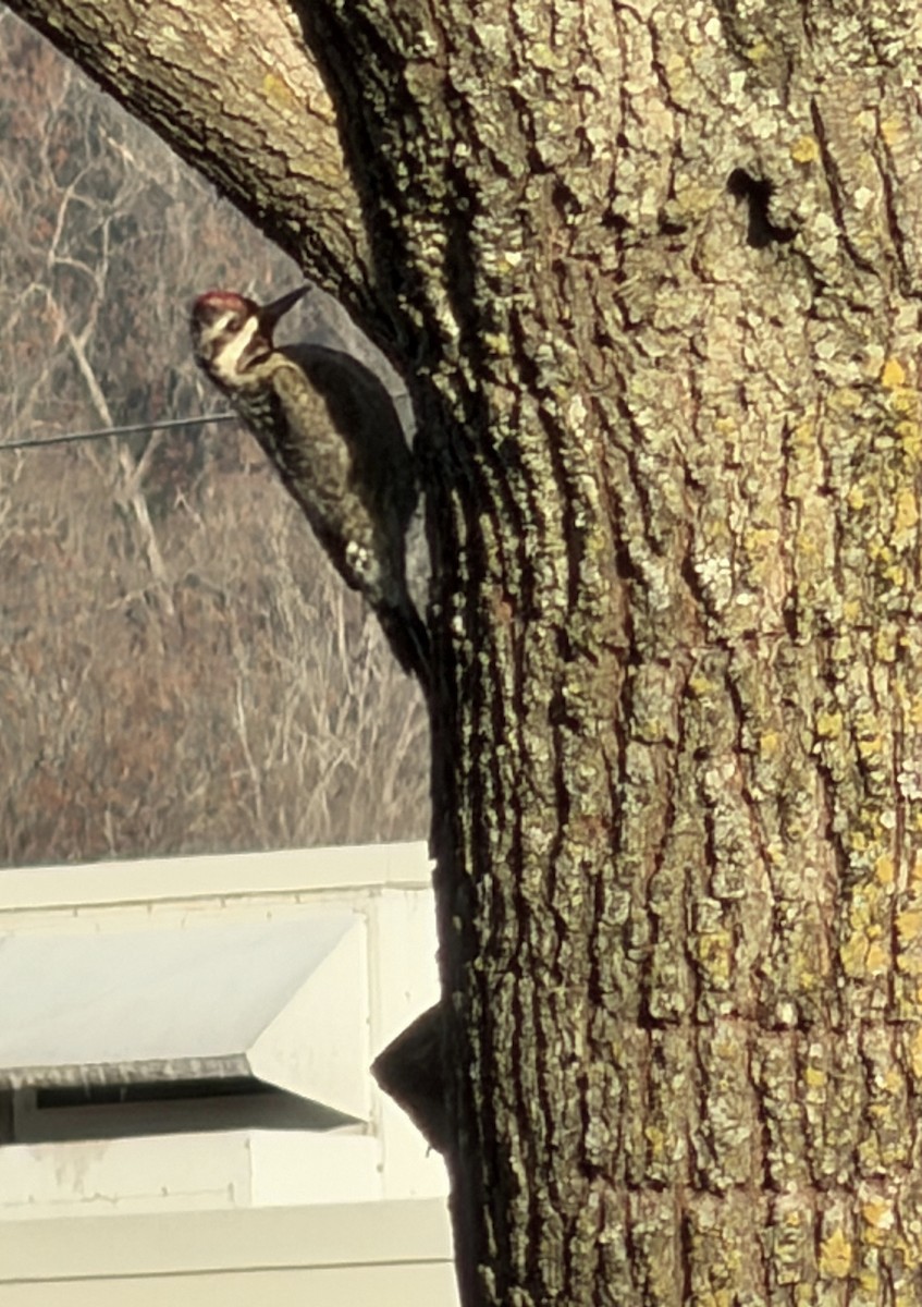 Дятел-смоктун жовточеревий - ML646027549