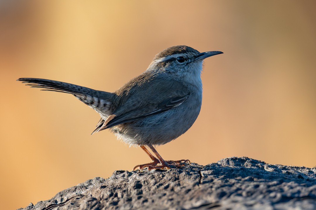 Bewick's Wren - ML646027550