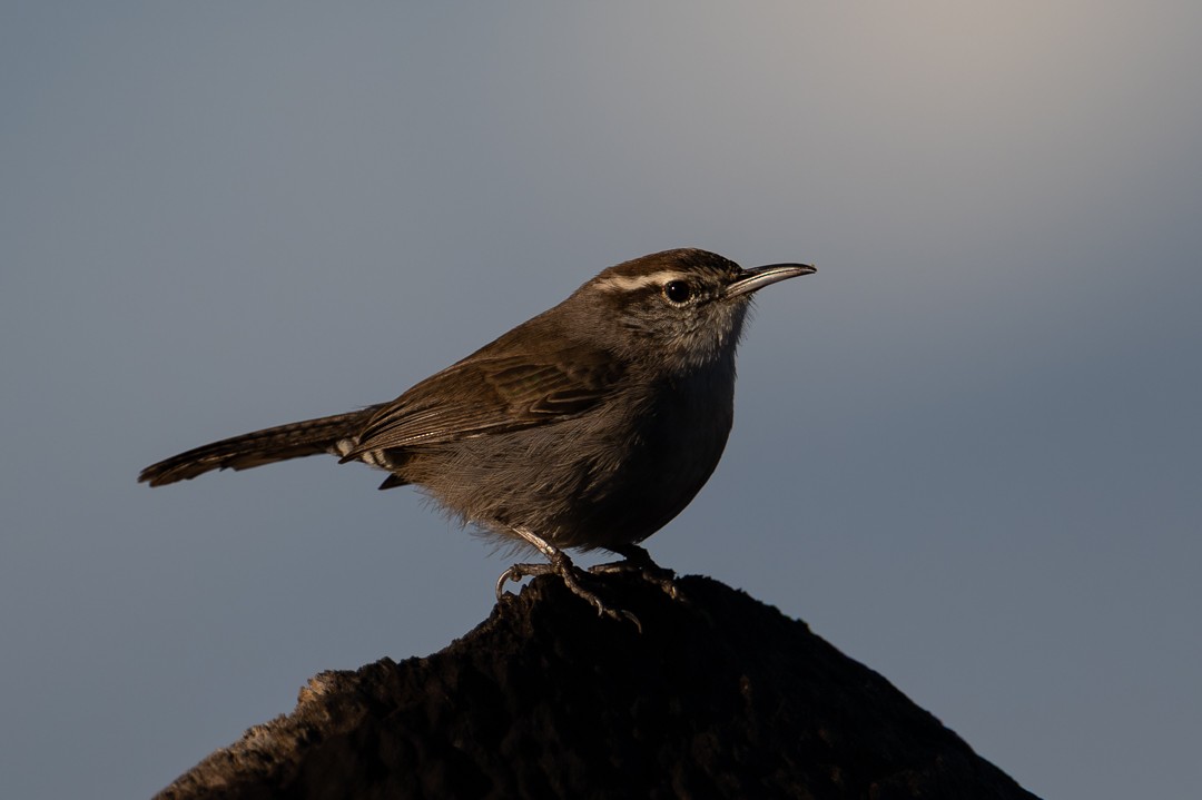 Bewick's Wren - ML646027551