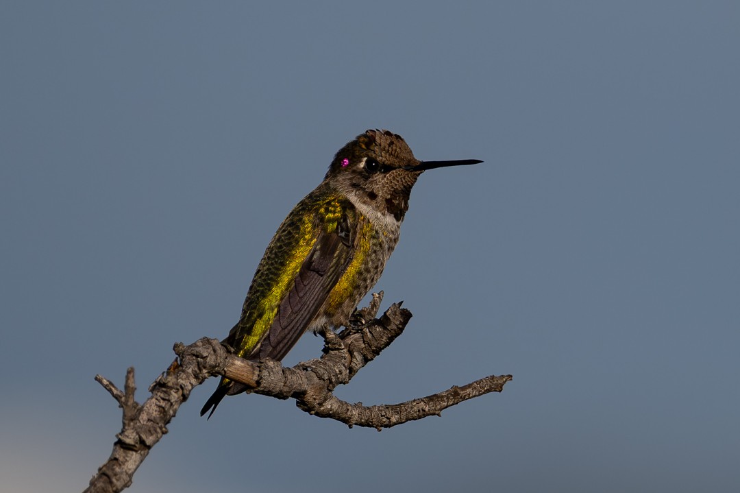 Anna's Hummingbird - ML646027552